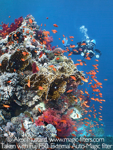 filters for underwater photography